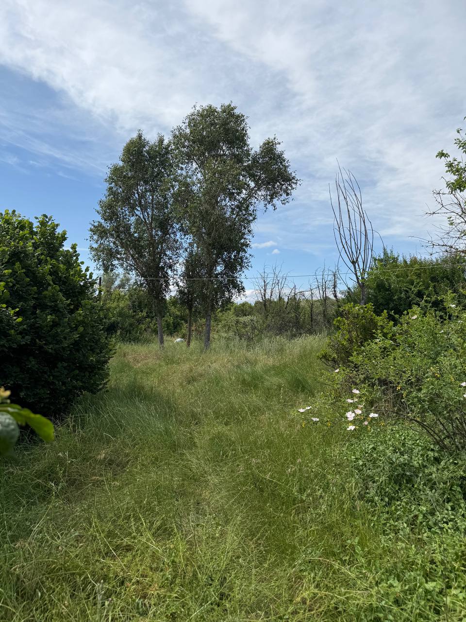 Limpieza de finca rustica