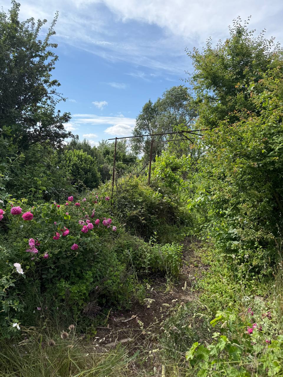 Trabajo de desbroce y limpieza en parcela